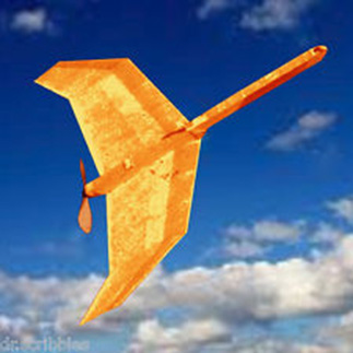 swallow pic